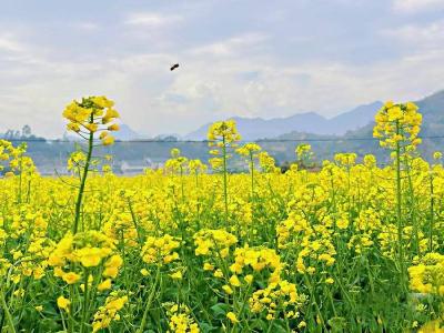 春天里·共赴春约 | 七里冲油菜花开，邀您共赏乡野春光