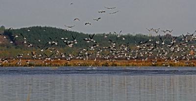 厚植生态底色 共建文明城市