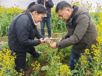 春天里·万象“耕”新 | 田间“把脉”开良方 赤壁农技人员下乡护航粮油丰收