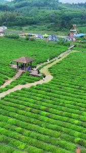 来赤壁万亩茶园 DIY 你的春天