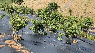 “黑丝带”破解痛点 覆地膜护土护苗