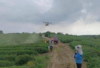 绿色防控全覆盖 助力茶产业高质量发展