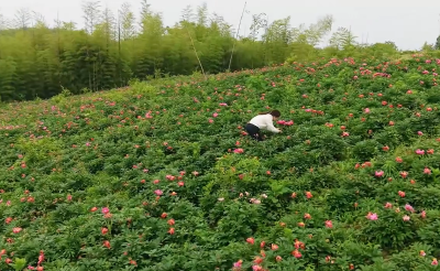 湖北赤壁：四年磨一剑  芍药绽 “金” 花