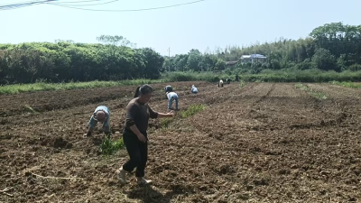 余家桥乡：9个村齐发力 黄蜀葵助农“钱”景亮