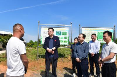 杨军在赤壁巡林、巡江时要求 更好统筹保护与利用 激活绿色发展动能