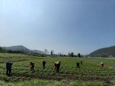田间直达 带泥土豆上餐桌