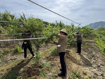 湖北赤壁：初夏管护不停歇 示范园果树长势旺