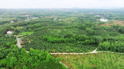 初夏的风吹来阵阵果香，两山绿投公司枇杷基地正式开园啦！