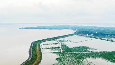 《湖北日报》头版：昔日围湖造田 如今退垸还湖 赤壁黄盖湖“候鸟食堂”引来万鸟翔集