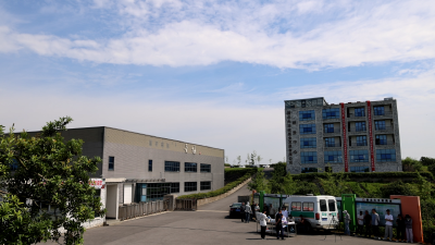 从树上直接入口 放心吃的杨梅