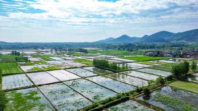 赤壁神山镇：一汪碧水万顷田，地道江南鱼米乡