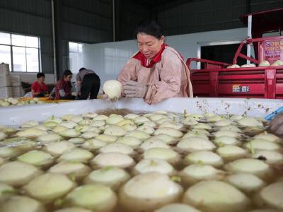 东风村：香瓜种植铺就乡村振兴“甜蜜路”