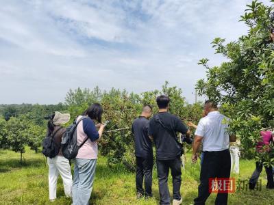 赤壁一杨梅品牌获评“有机产品认证”，特色水果产业助力乡村振兴