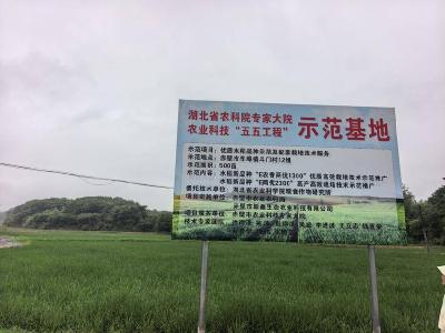 湖北赤壁：院地合作育良种 打造水稻种植科技样板田
