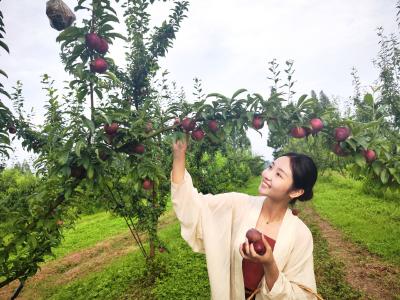 海归硕士黄骞婵‖流量作犁巧“种地”