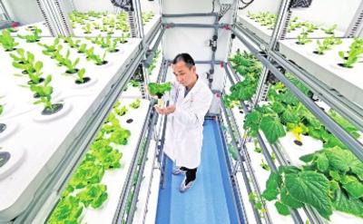 智能“蔬菜工厂”将种植“玩”出新花样
