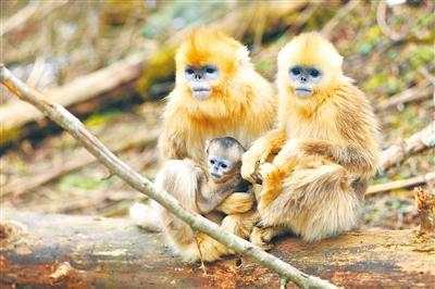 神农架金丝猴基地喜添4只猴宝宝