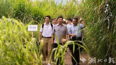 湖北参与拍摄电视剧《幸福草》登陆央视 讲述中国菌草援外感人故事