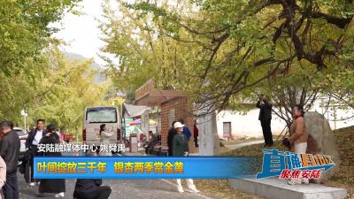 【直通县市区】叶间绽放三千年  银杏两季赏金黄