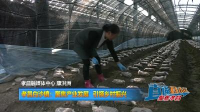 【直通县市区】孝昌白沙镇：聚焦产业发展 引领乡村振兴