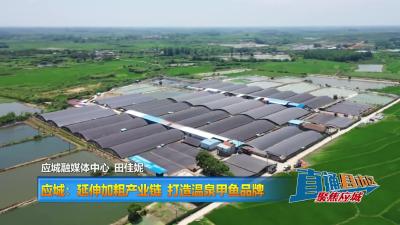 【直通县市区】应城：延伸加粗产业链 打造温泉甲鱼品牌