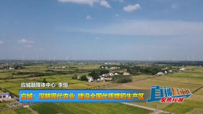 【直通县市区】应城：深耕现代农业 建设全国优质糯稻生产区
