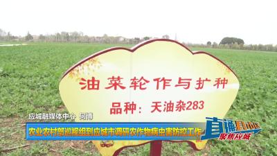 【直通县市区】农业农村部巡视组到应城市调研农作物病虫害防控工作