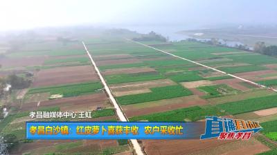 【直通县市区】孝昌白沙镇：红皮萝卜喜获丰收  农户采收忙