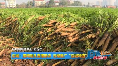 【直通县市区】应城：田间地头直播助农 云端推广“应城味道”