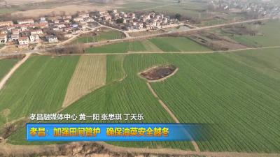 【直通县市区】孝昌：加强田间管护 确保油菜安全越冬