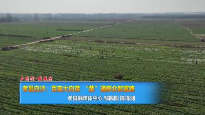 【直通县市区】乡村行·看振兴|孝昌白沙：百亩大白菜 “蔬”通群众致富路