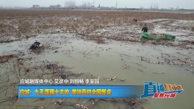 【直通县市区】应城：九孔莲藕大丰收 美味直供全国餐桌