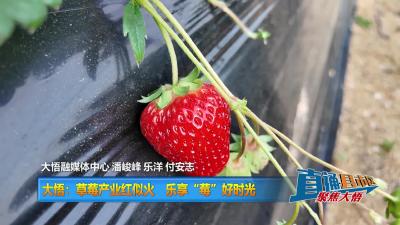 【直通县市区】大悟：草莓产业红似火  乐享“莓”好时光