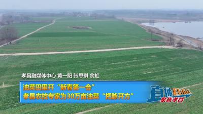 【直通县市区】油菜田里开“新春第一会” 孝昌农技专家为30万亩油菜“把脉开方”