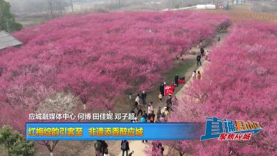 【直通县市区】红梅绽韵引客至 非遗添香醉应城