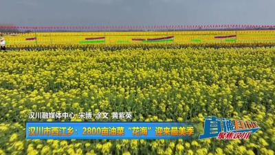 【直通县市区】汉川市西江乡：2800亩油菜“花海”迎来最美季