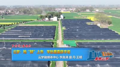 【直通县市区】乡村行•看振兴 云梦：抢“鲜”上市  羊肚菌喜获丰收