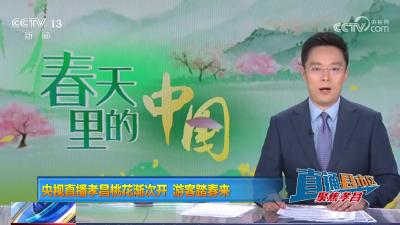【直通县市区】央视直播孝昌桃花渐次开 游客踏春来