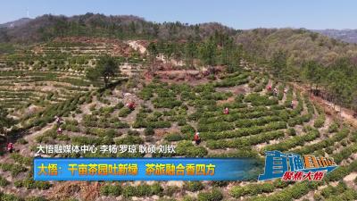 【直通县市区】大悟：千亩茶园吐新绿 茶旅融合香四方