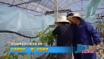 【直通县市区】科技管护忙 “葡”写新希望