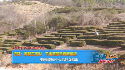 【直通县市区】奋战开门红 夺取首季胜 安陆：春管正当时 千亩茶园孕育新希望