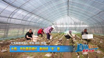 【直通县市区】大悟：羊肚菌采摘忙 春收好“丰”景