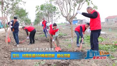 【直通县市区】汉川：村民乐捐500株桂花树 靓化河渠