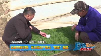 【直通县市区】应城市杨河镇：再生稻生产跑出“智能”速度