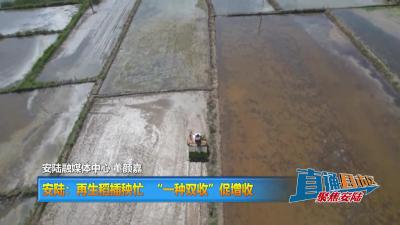 【直通县市区】安陆：再生稻插秧忙  “一种双收”促增收