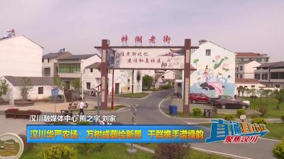 【直通县市区】汉川华严农场：万树成荫绘新景 干群携手谱绿韵