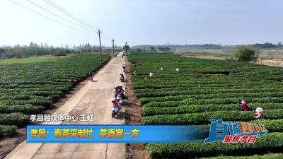 【直通县市区】孝昌：春茶采制忙 茶香富一方