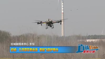 【直通县市区】应城：三月菜花卷金浪 智能飞防护粮仓