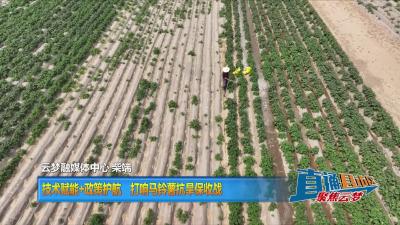 【直通县市区】技术赋能+政策护航  打响马铃薯抗旱保收战