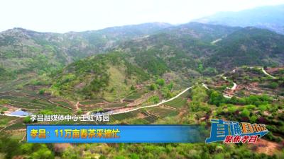 【直通县市区去】孝昌：11万亩春茶采摘忙